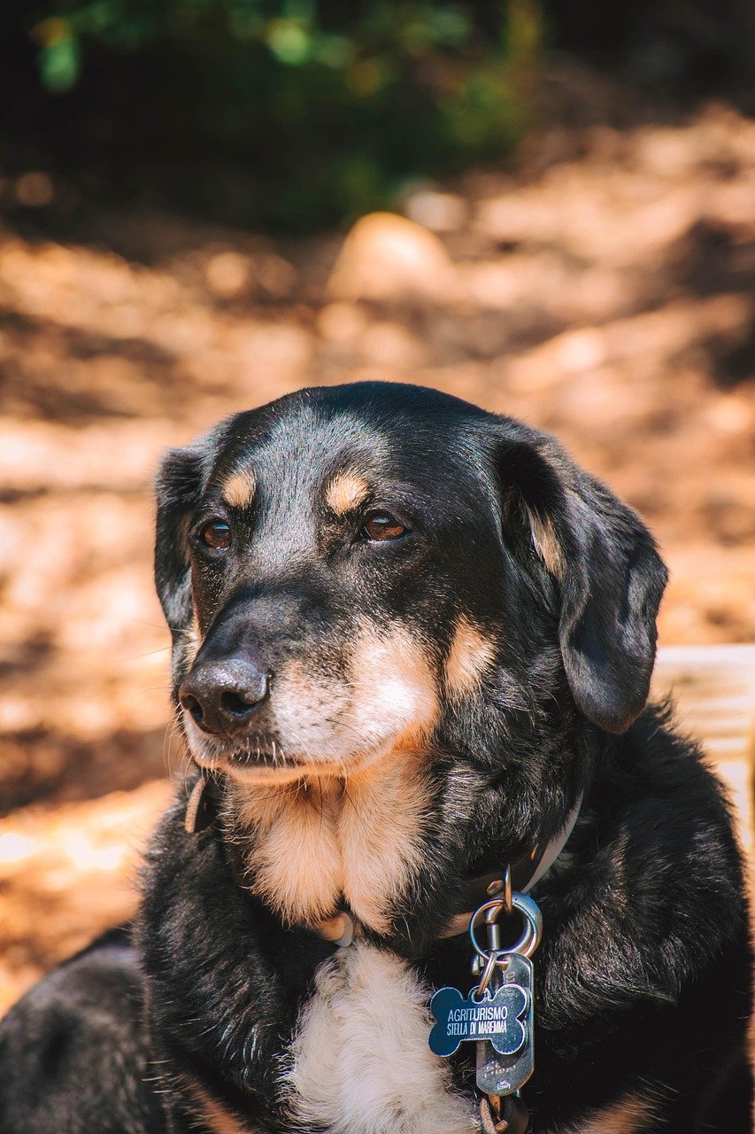 dog, dachshund, outdoors, canine, nature, pet, animal