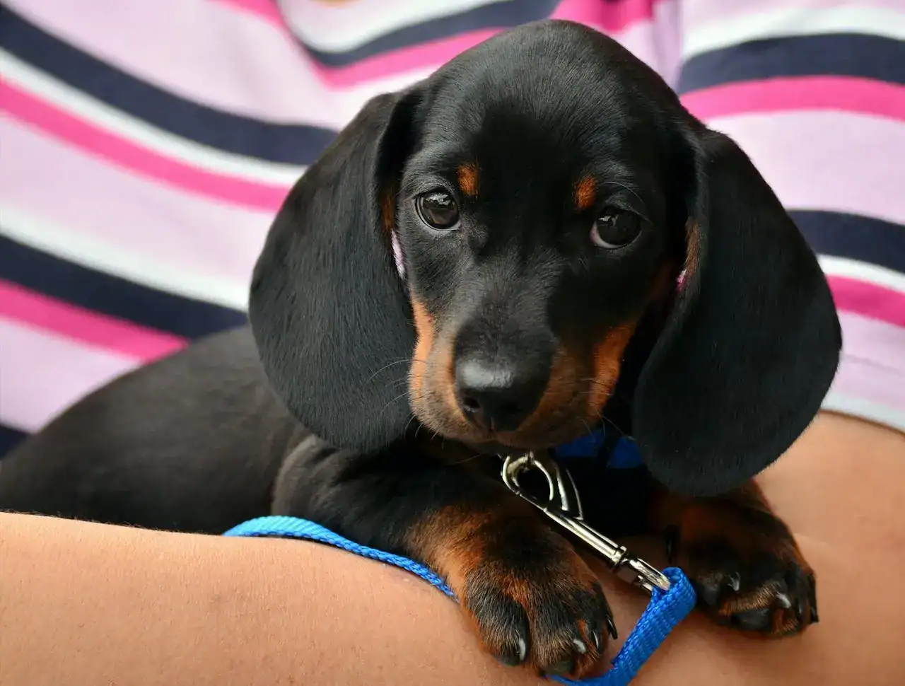 Best Products for Dachshunds