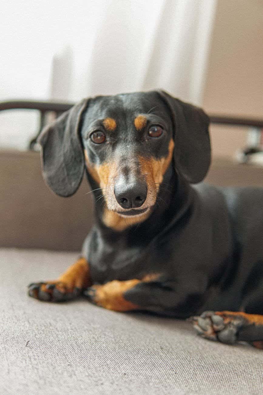 About DoxieNest