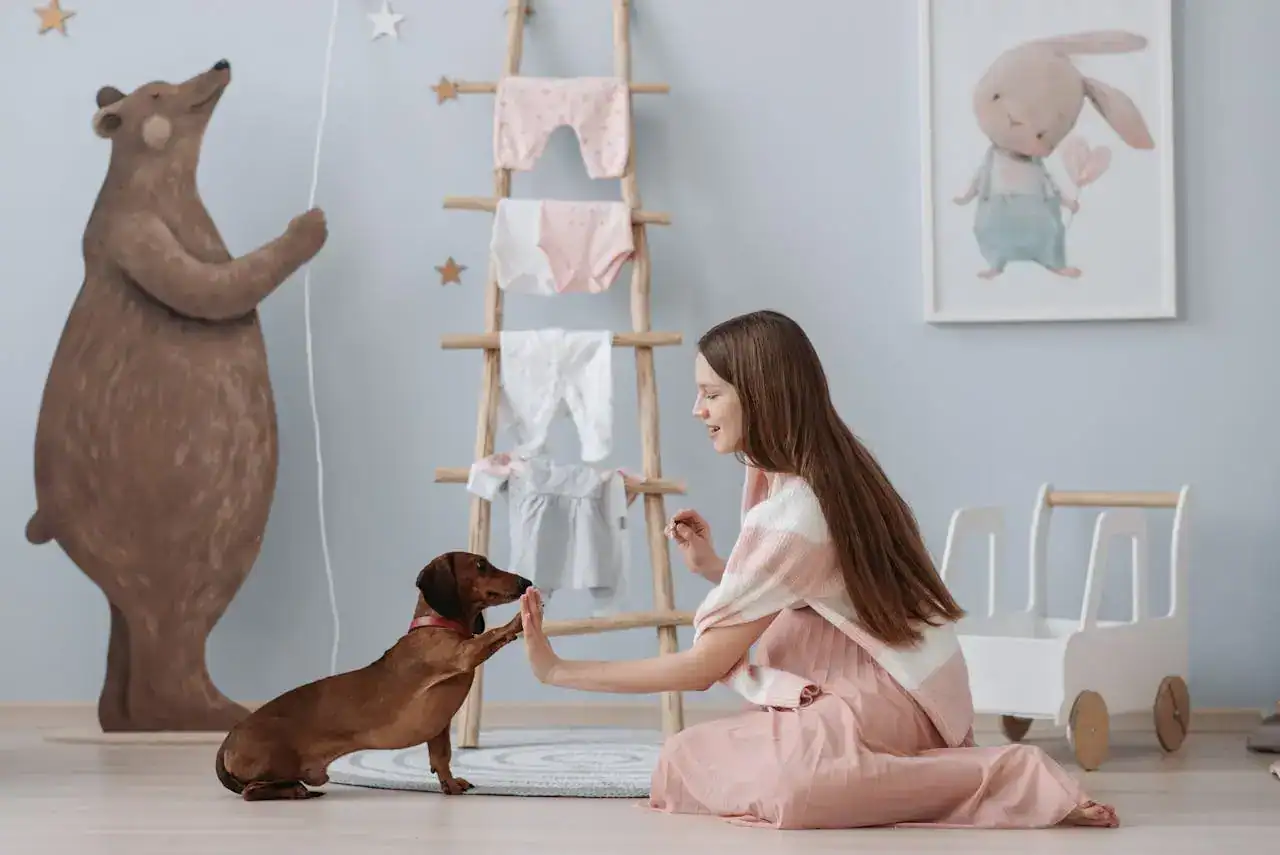 Dachshund care tips
