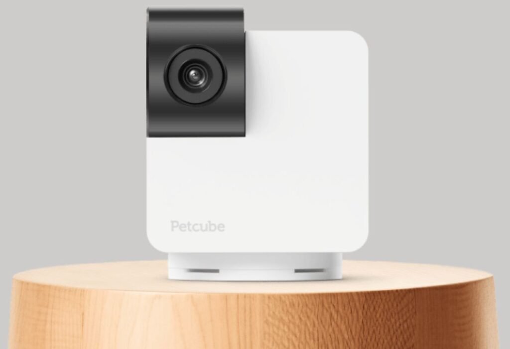 Petcube Camera Review for Dachshund