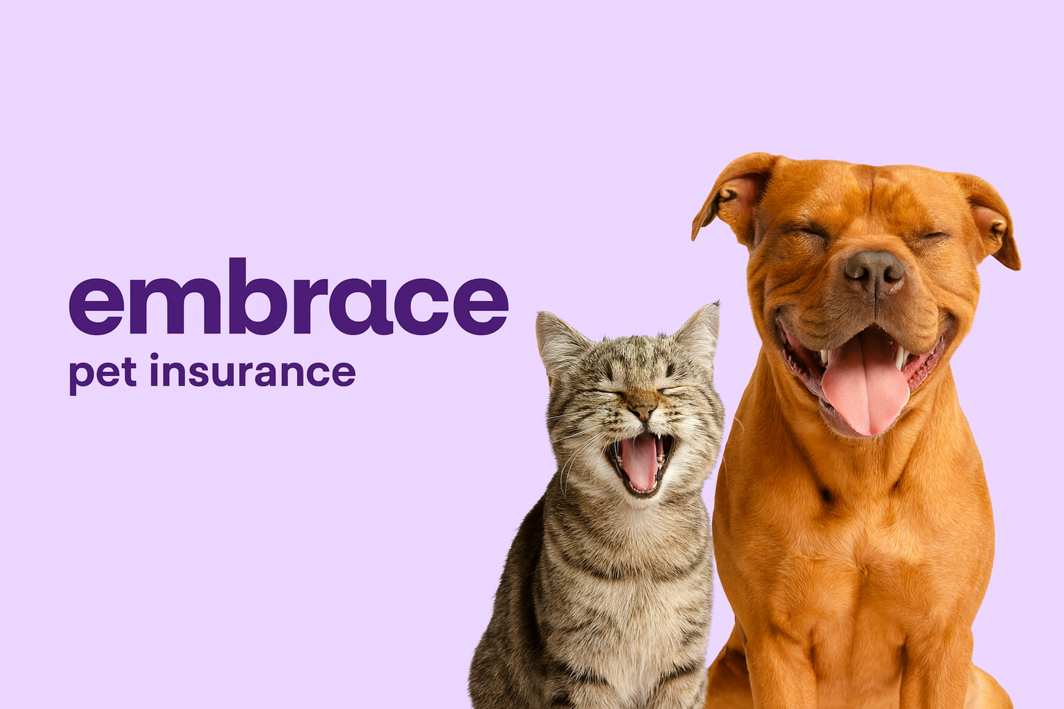 Embrace Pet Insurance Review for Dachshunds